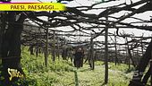 A "Paesi, paesaggi..." le vigne secolari di Tramonti