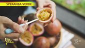 Passiflora, il camaleontico fiore della crocifissione