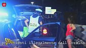 Volpini di Pomerania, facciamo chiarezza