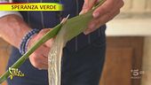 Martano, dove l'aloe vera ha trovato casa