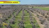 Salento, qui la Xylella ha fatto strage di ulivi