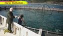 Capraia, uno degli allevamenti ittici più avanzati del Mediterraneo