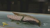 Jesolo. Qui i "Cicchetti di Elena" sono il piatto antispreco