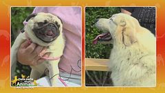 Cane da montagna dei pirenei vs. Carlino