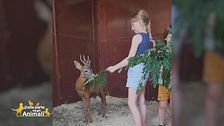 Un nuovo capriolo al Cras