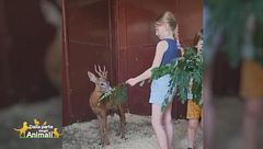 Un nuovo capriolo al Cras