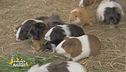 Ciccia, la cavia fortunata