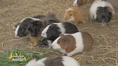 Ciccia, la cavia fortunata
