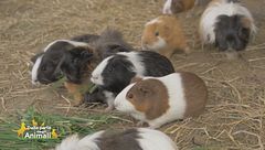 Ciccia, la cavia fortunata