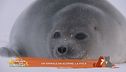 Un animale da scoprire: la foca