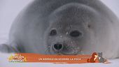Un animale da scoprire: la foca