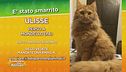 Ritroviamo Ulisse