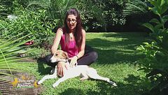 Volontariato per i randagi