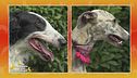 Levriero russo vs. Whippet