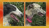 Levriero russo vs. Whippet