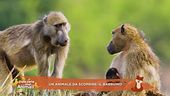 Un animale da scoprire: il babbuino