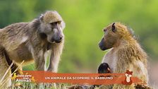 Un animale da scoprire: il babbuino
