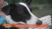 Perchè si dice che il cane sia il miglior amico dell'uomo?