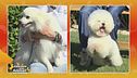 Bichon a poil frisè Vs Volpino italiano