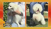 Bichon a poil frisè Vs Volpino italiano