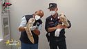 Barbagianni salvati dai carabinieri