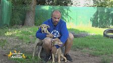 I simpatici Dumbo e Bella
