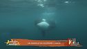 Un animale da scoprire: l'orca