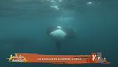 Un animale da scoprire: l'orca
