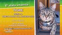 E' stata smarrita Tigre