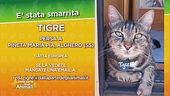 E' stata smarrita Tigre