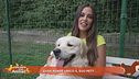 Cosa rende unico il suo pet?