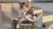 E' stato smarrito Mimmo
