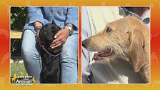 Due razze a confronto: Segugio dell'Appennino vs Labrador Retriever