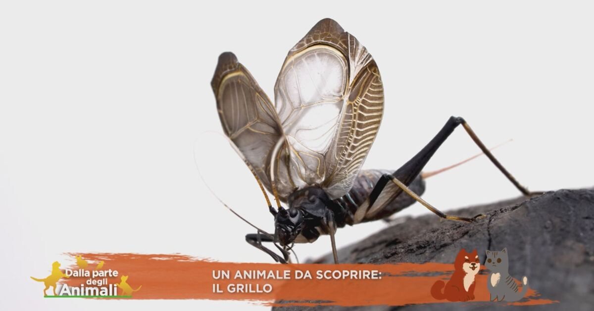Dalla parte degli animali: Un animale da scoprire: il grillo Video ...