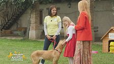 Animali che salvano la vita
