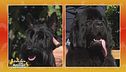 Scottish terrier vs. Terranova