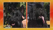 Scottish terrier vs. Terranova