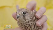 Recupero di animali selvatici