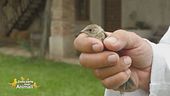 Un uccellino liberato