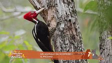 Un animale da scoprire: il picchio