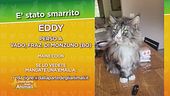 Ritroviamo Eddy