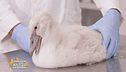Un cigno salvato
