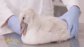 Un cigno salvato