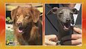 Nova Scotia Duck Tolling Retrivier vs. Piccolo Levriero Italiano
