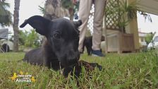 Marley