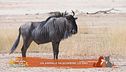 Un animale da scoprire: lo gnu