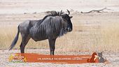 Un animale da scoprire: lo gnu