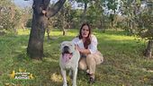 Prendersi cura di cani senza nessuno