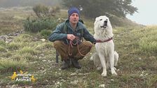Viaggio in Abruzzo col cane: il Parco Nazionale della Maiella