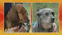 Bassotto standard a pelo lungo Vs. Australian cattle dog